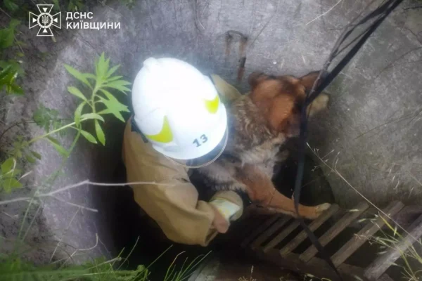 В Обухівському районі рятувальники дістали тварину з глибокого колодязя (ФОТО)