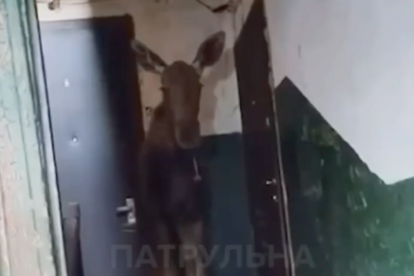 У Святошинському районі Києва лось зайшов до підʼїзду багатоповерхівки (ВІДЕО)