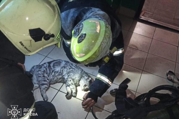 У Дніпровському районі рятувальники витягли з палаючої квартири чоловіка та його кота