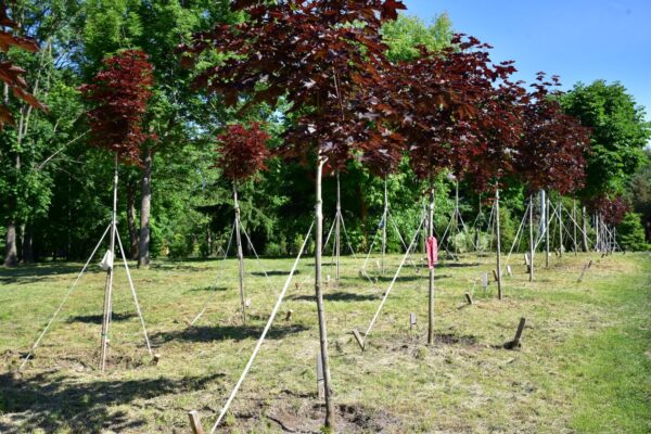 У Броварах Алея пам’яті Героїв поповнилася новими кленами