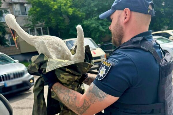 У Києві патрульні врятували пораненого лелеку, якого знайшли на узбіччі дороги (ФОТО)