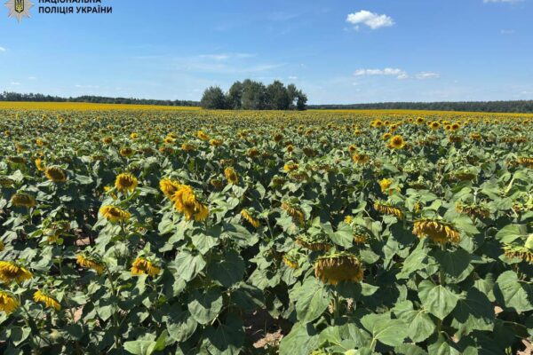 Привласнили 72 га землі на 21 млн грн: На Київщині поліція викрила злочинну групу на чолі з депутатом