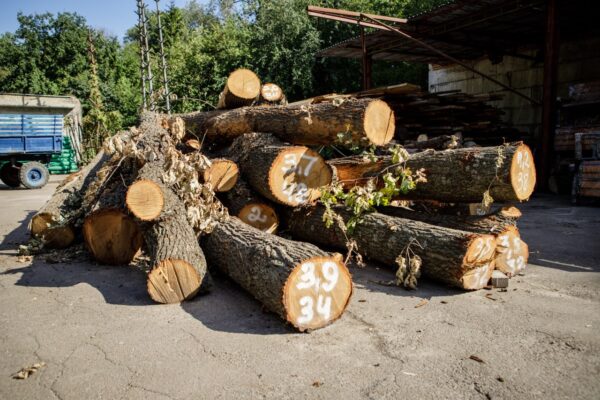 У КМДА пояснили, що буде з деревами після будівництва тепломагістралі в Голосіївському районі