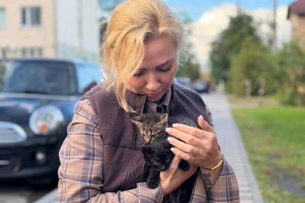 В Ірпені біля котохатки залишили коробку з трьома кошенятами