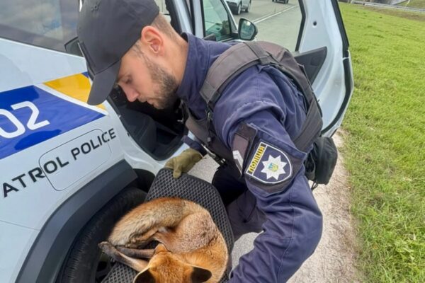 У Києві патрульні врятували травмовану лисицю