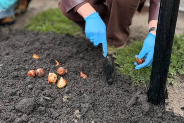 На Київщині висадять 63 тисячі тюльпанів у пам’ять про полеглих військових