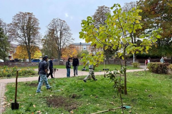 Подвір’я Бучанського ліцею №4 прикрасили шістьма сакурами